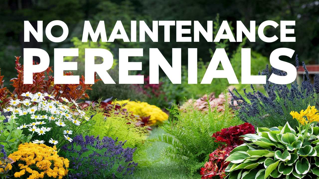 No Maintenance Perennials