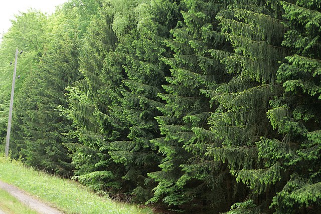 Norway Spruce