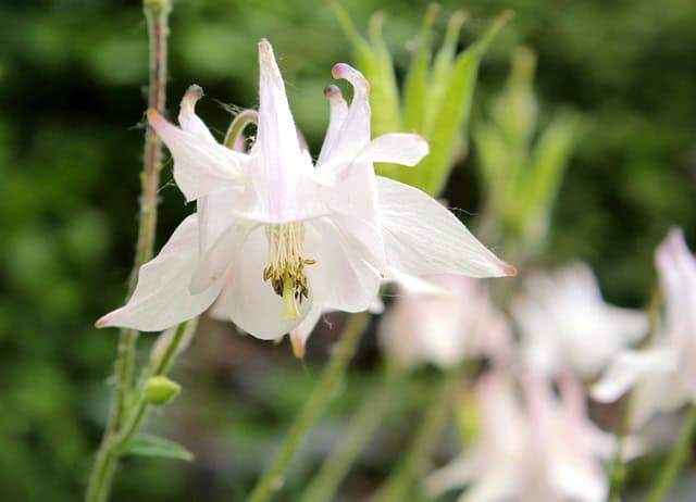 Nuragica Columbine (Aquilegia nuragica)