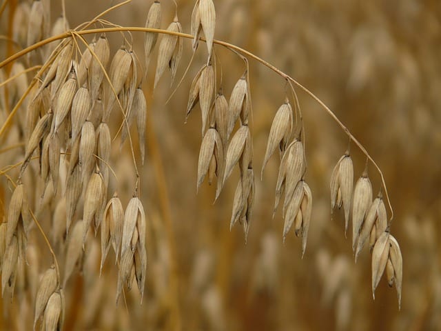 Oat Care & Harvest