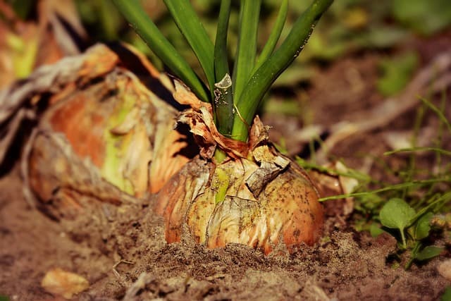 Onion Care & Harvest