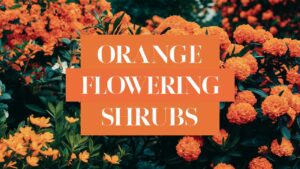 Orange Flowering Shrubs