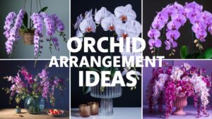 Orchid Arrangement Ideas