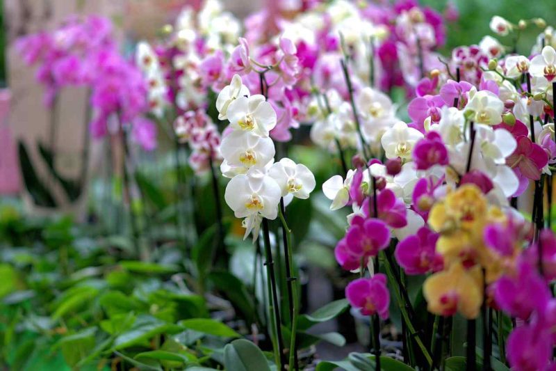 orchids