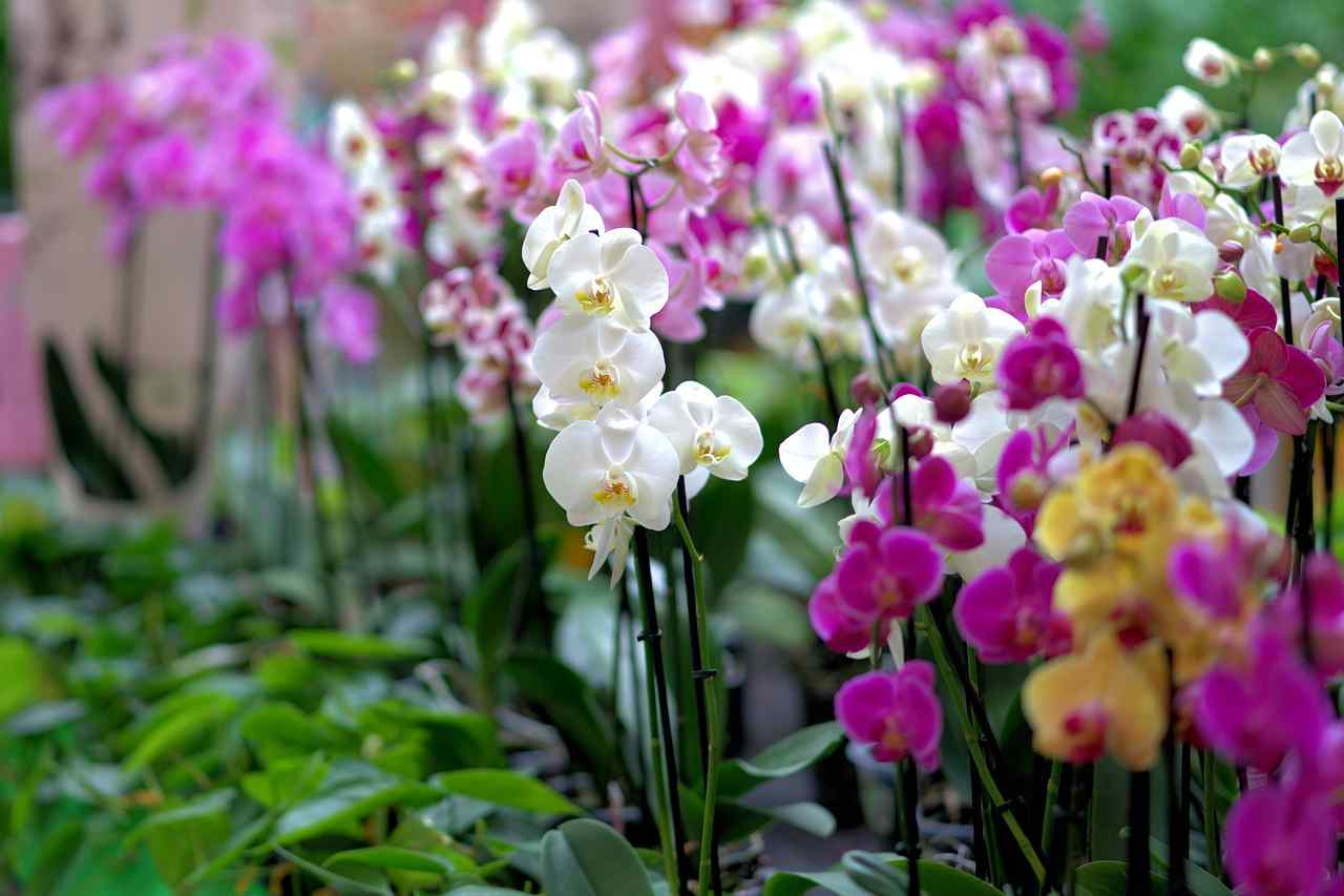 Propagating Orchids