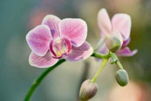 How To Water Orchids