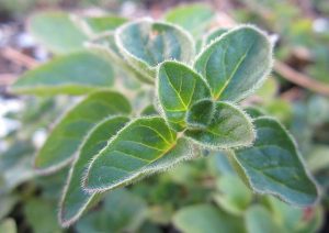 Harvesting Oregano