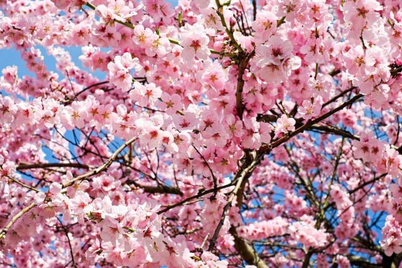 Ornamental Cherry Tree Varieties