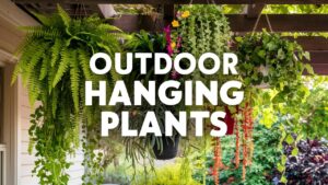 Outdoor Hanging Plants