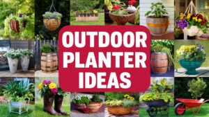 Outdoor Planter Ideas