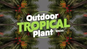 Outdoor Tropical Plant Ideas