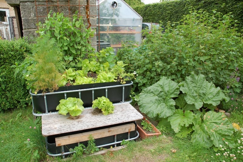 Outdoor_aquaponics_system – Credit Vasch~nlwiki CC BY-SA 4.0