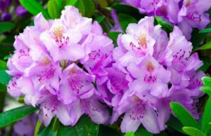 PJM Rhododendron Varieties