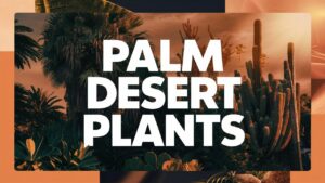 Palm Desert Plants