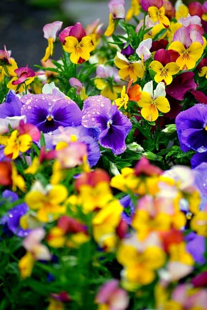 Pansies