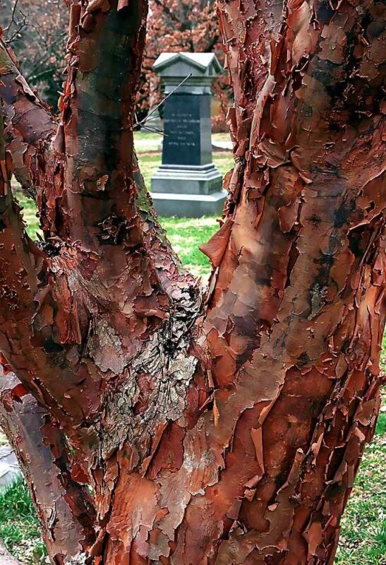 Paperbark Maple