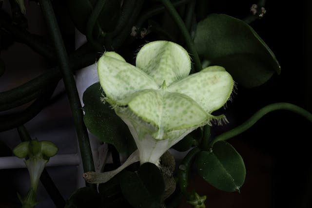 Parachute Plant (Ceropegia sandersonii)