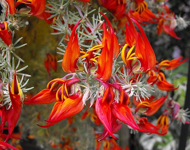 Parrot's Beak (Lotus berthelotii)