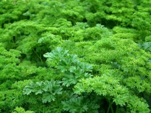 Harvesting Parsley