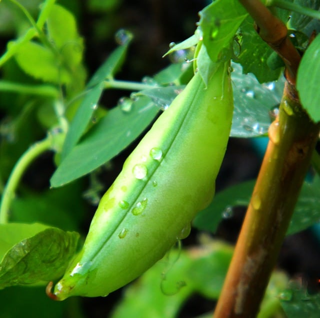 Pea Care & Harvest