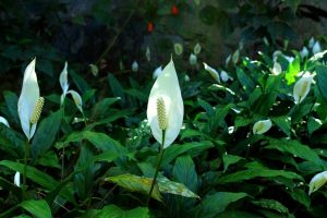 How To Repot A Peace Lily