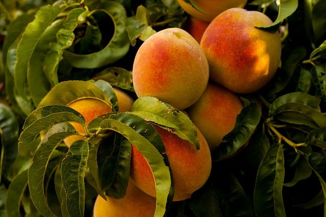 Peach Tree Care & Harvest