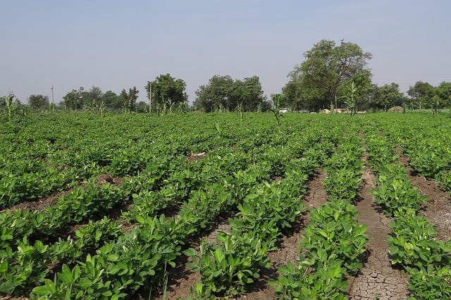 Peanut Care & Harvest