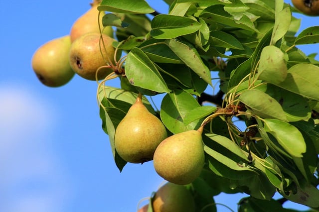 Pear Tree Care