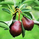 Pear Tree Varieties