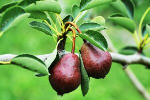 Pear Tree Varieties