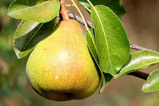 How To Prune Pear Trees