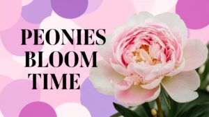 Peonies Bloom Time