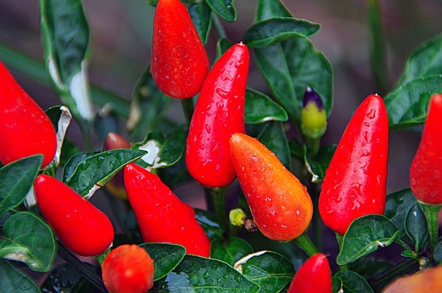 How Many Peppers Per Plant