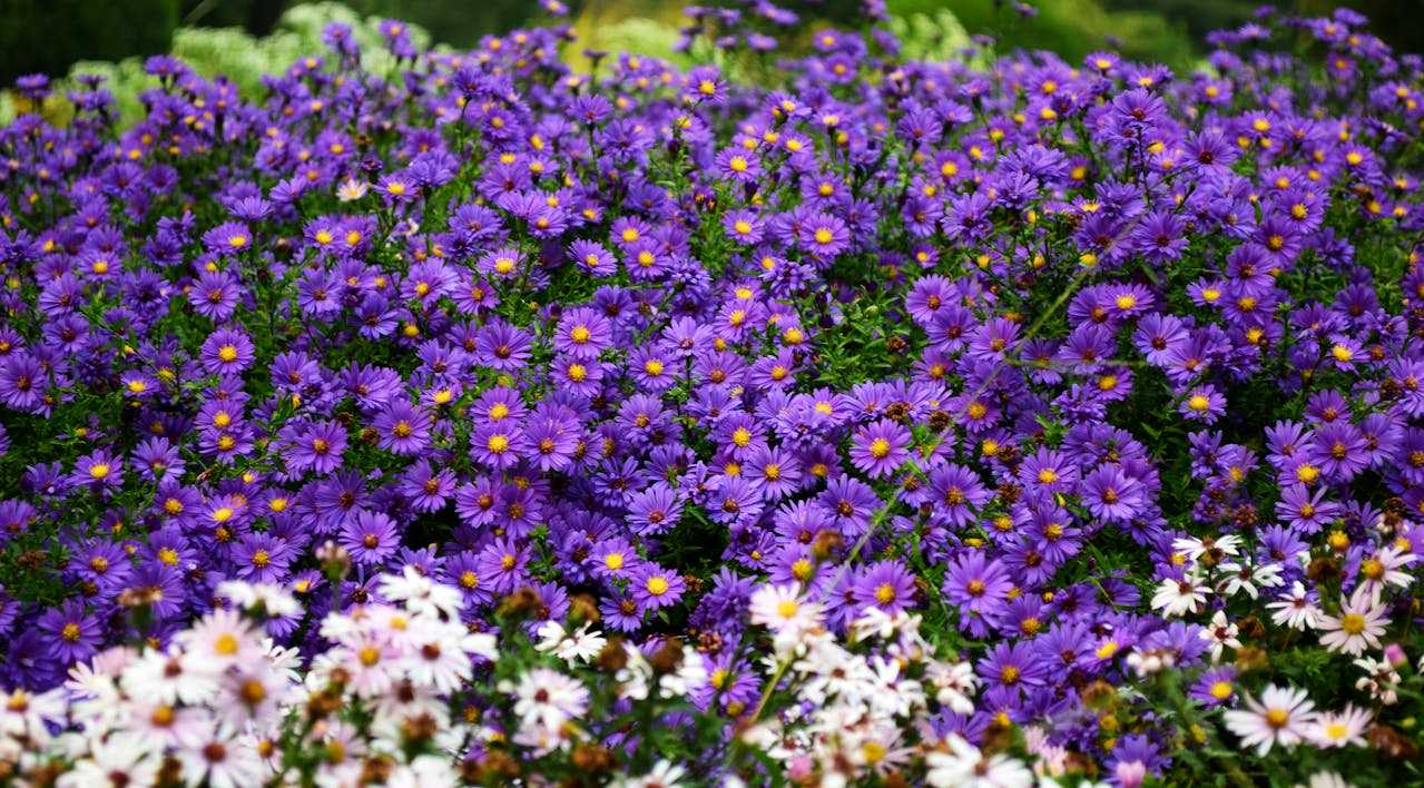 Perennial Plants To Plant In Fall