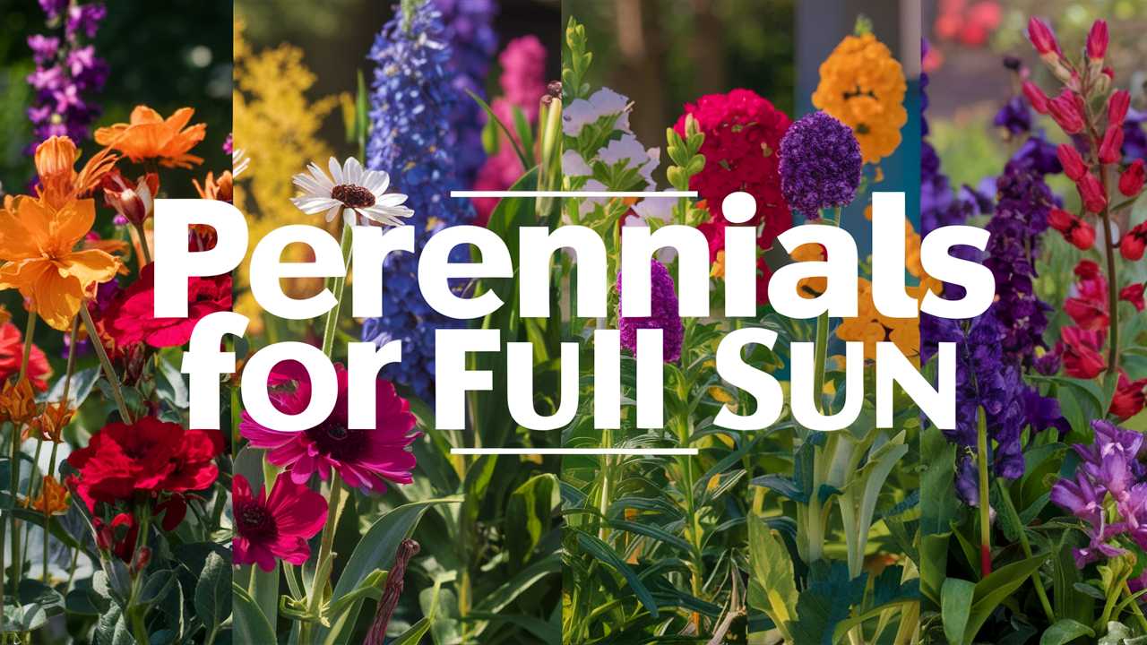 Perennials For Full Sun