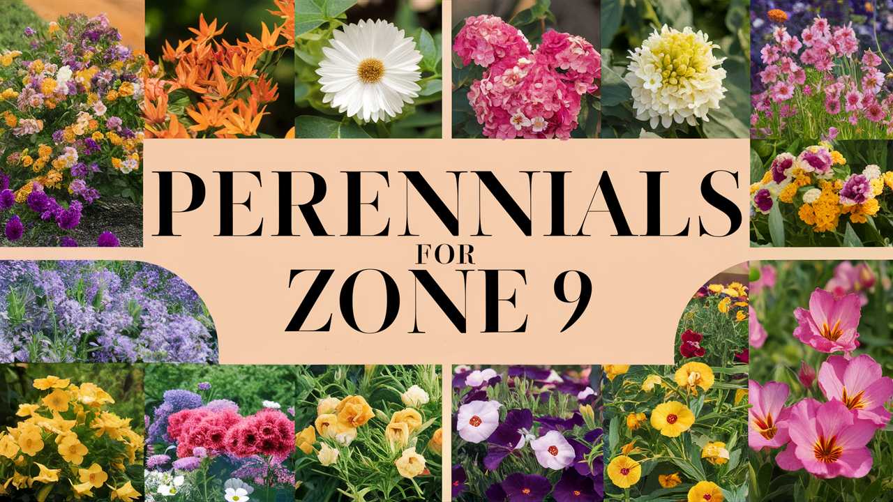 Perennials For Zone 9