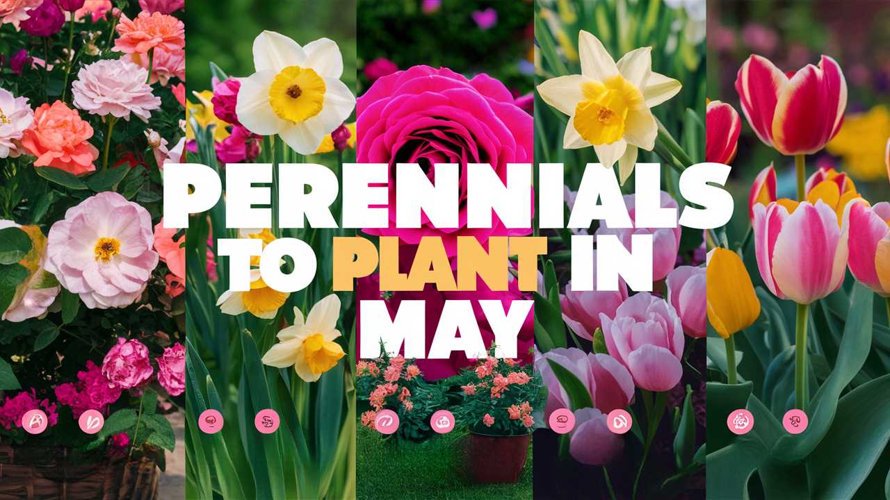Perennials To Plant In May