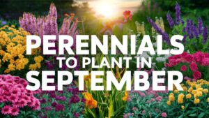 Perennials To Plant In September