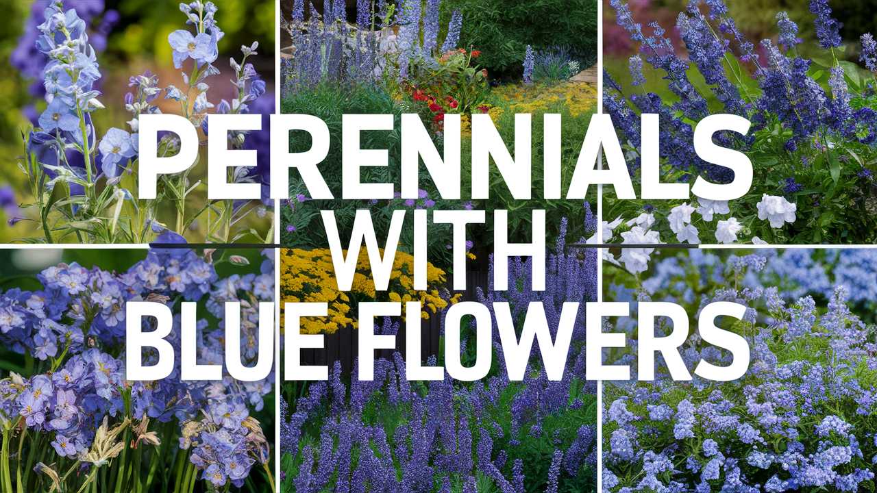 Perennials With Blue Flowers