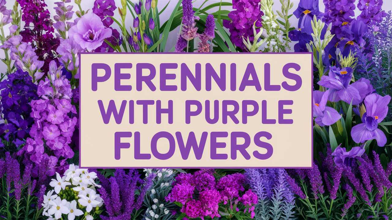 Perennials With Purple Flowers