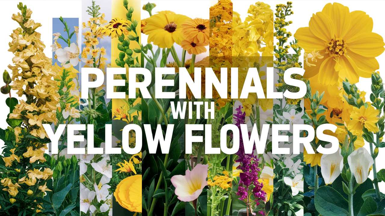 Perennials With Yellow Flowers