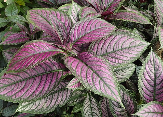 Persian Shield (Strobilanthes dyerianus)