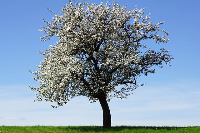 Planting Apple Trees