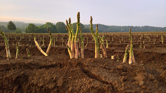 Planting Asparagus