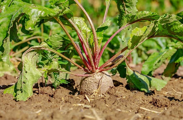 Planting Beets