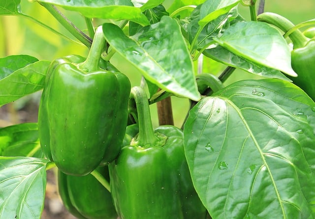 Planting Bell Peppers