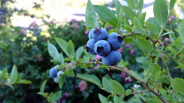 Planting Blueberries