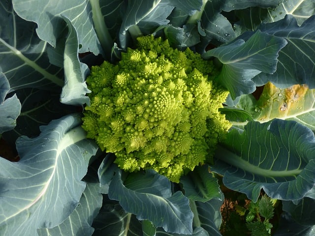 Planting Broccoli