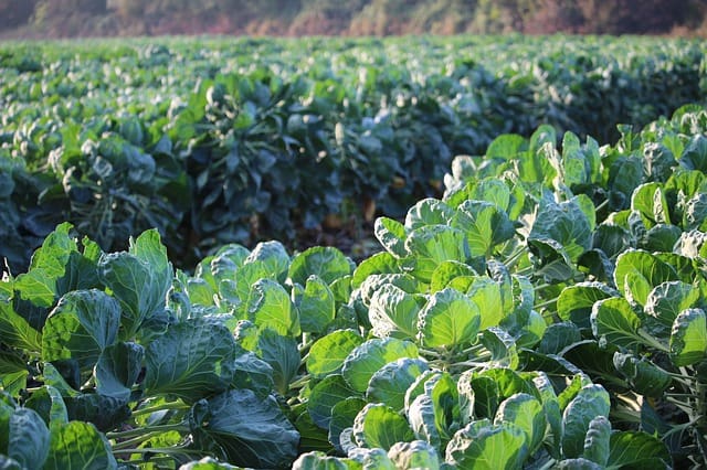 Planting Brussels Sprouts