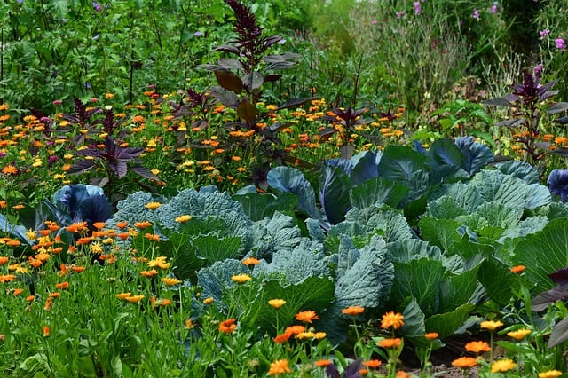 Planting Cabbage